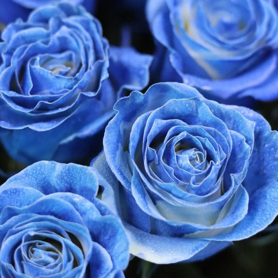 Букет из 21 синей розы - фото 2